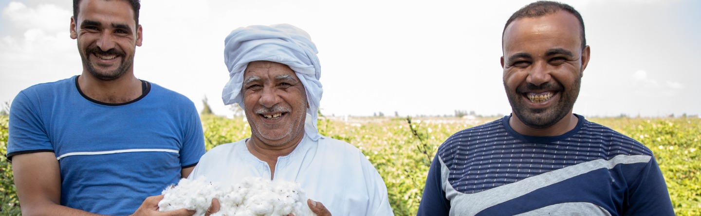 Drei afrikanische Männer stehen vor Baumwollfeld und halten Baumwolle in den Händen